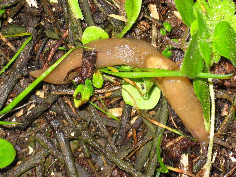 Lehmannia sp. da La Maddalena (Sardegna)